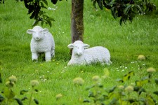 2 Images Sheep