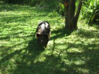 A Pig In The Shade