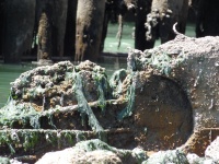 Algae Covered Shore Debris