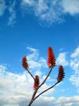 Aloe Flowers Against Blue Sky
