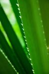 Aloe Vera Leaf Detail
