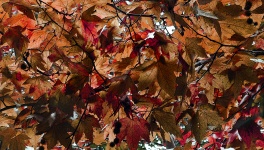 Autumn Leaf Canopy