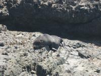 Baby Seal On Rocks