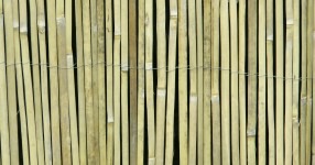 Bamboo Cane Background