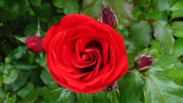 Beautiful Bright Red Rose
