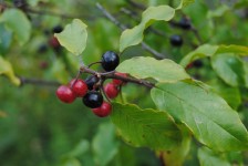 Berries On A Branch