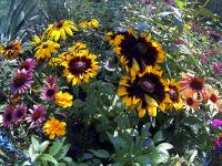 Big Sunflowers In The Garden