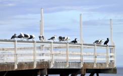 Birds On The Pier