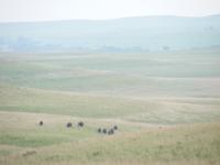 Bison On The Prairie