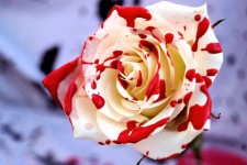 Bloody Ladybird Rose