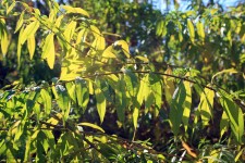 Bright Verbena Leaves