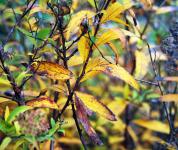 Browned Yellow Leaves