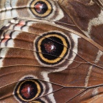 Butterfly Wing Macro