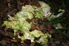 Cabbage Leaf On Compost