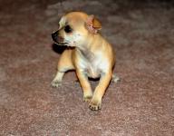Chihuahua Dog Profile