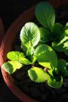 Chinese Cabbage Growing In Pot