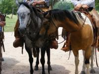Cowboys And Horses