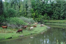Cows Beside A River