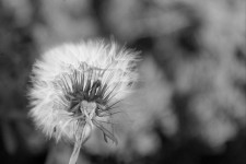 Dandelion In Black And White