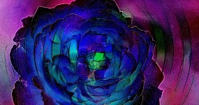 Dark Blue Psychedelic Rose
