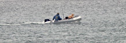 Dog Enjoying Boat Ride #1