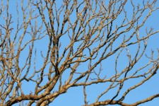 Dry Branches Of Tree