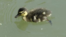 Duckling In The Pond