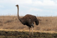 Female Ostrich Against The Sky