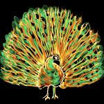 Flame Peacock