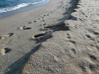 Footprints Along The Beach