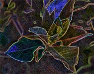 Gardenia Leaves Outlined