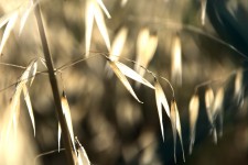 Grasses In The Later Afternoon Sun