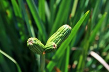 Green Seeds Of Wild Iris Flower