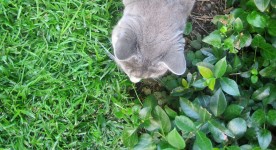 Grey Cat On Green Grass