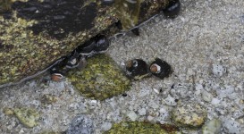 Hermit Crabs In Tidepool