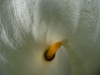 Inside A Calla Lily