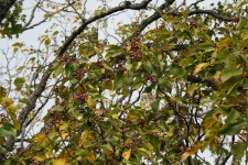 Japanese Raisin Tree In Fruit
