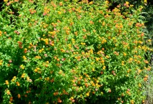 Lantana Flower Background