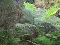 Large Fern In A Forest