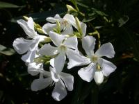 Laurel Flower