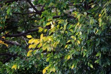 Light On Yellowing Leaves