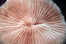 Light Pink Mushroom Coral