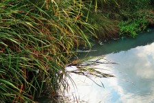 Long Grass Over Murky Water