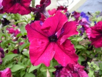 Magenta Colored Flower