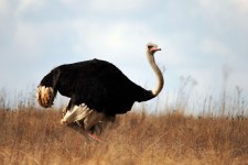Male Ostrich In Veld
