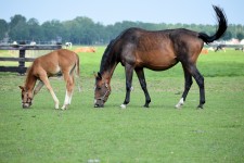 Merry And Foal