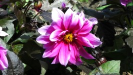 Morning Lilac Flower