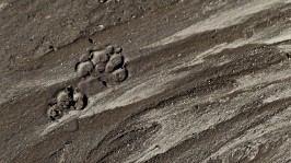 Mud And Dog Paw Print