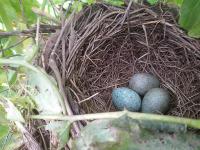 Nest Of Blackbirds