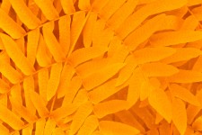 Orange Leaves Pattern